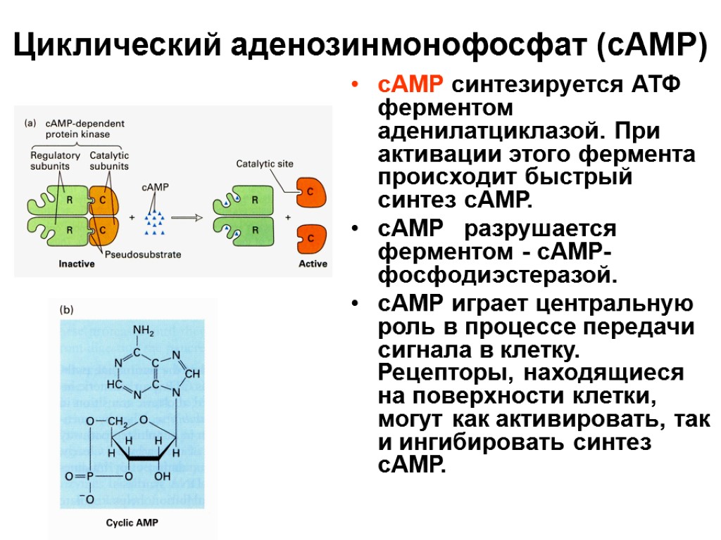 Циклический аденозинмонофосфат (cAMP) сАМР синтезируется АТФ ферментом аденилатциклазой. При активации этого фермента происходит быстрый